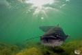   Wels Catfish :-D :D  